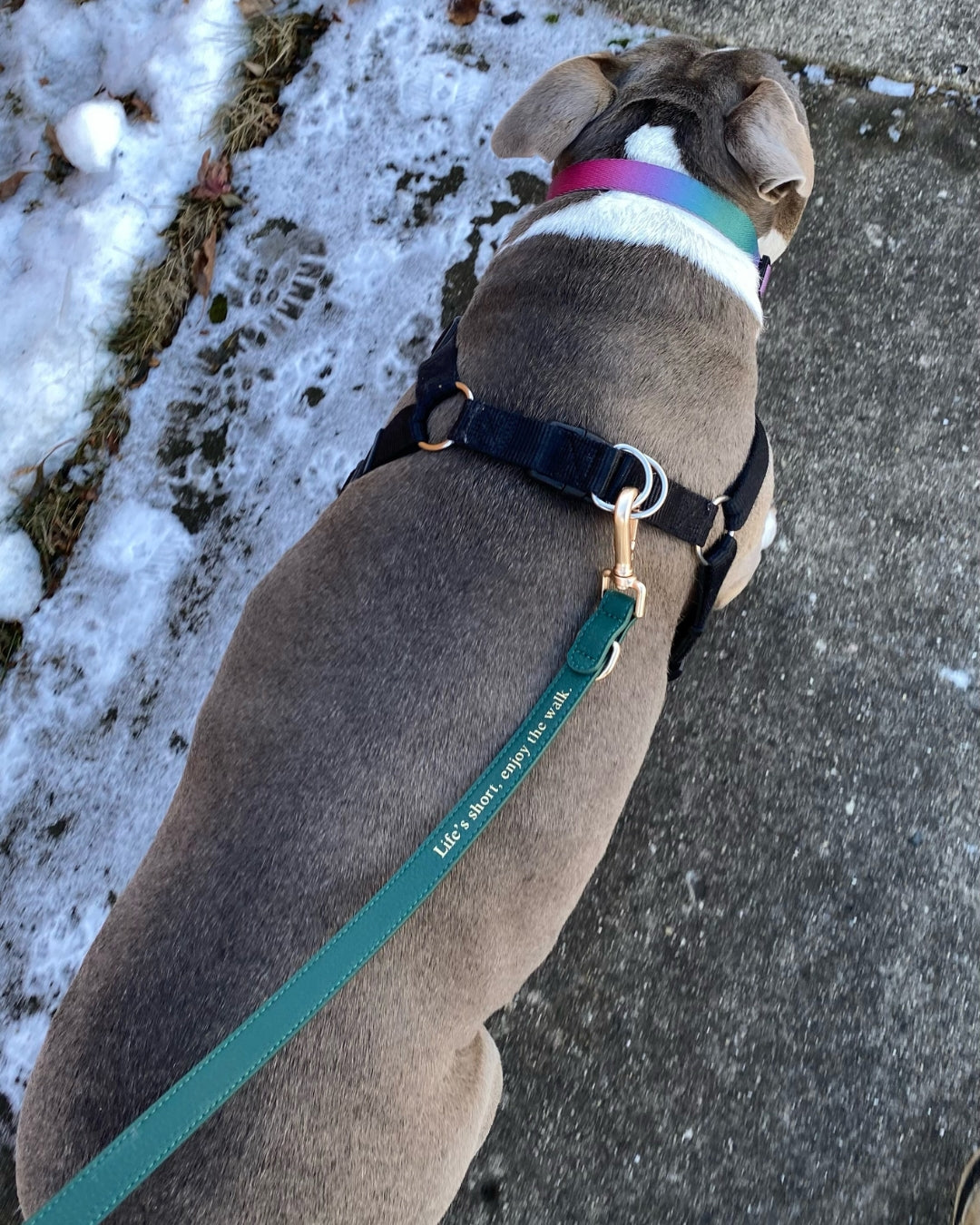 Jaxon & Paw Leash | Classic Green